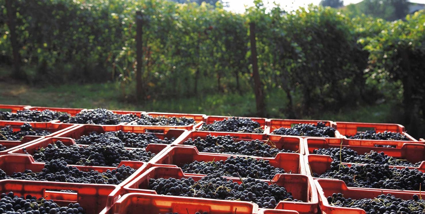 Report Vendemmia 2019