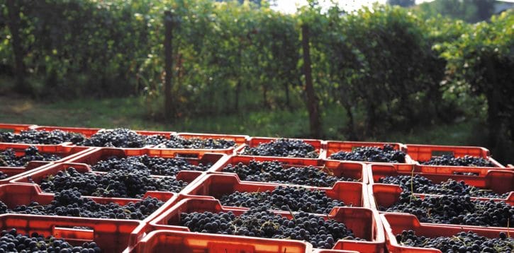 Report Vendemmia 2019