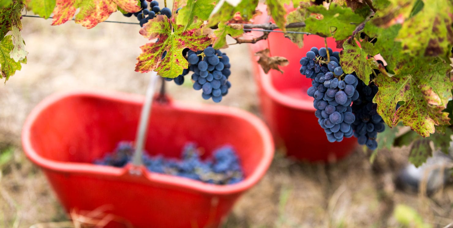 Report Vendemmia 2020