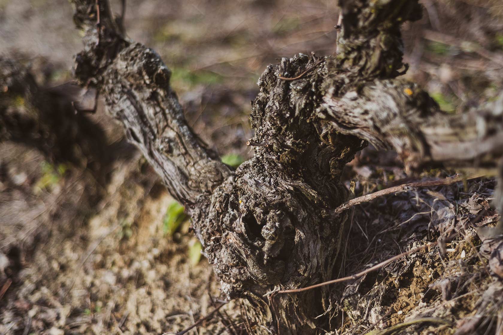 Vigne Vecchie • Vinchio Vaglio
