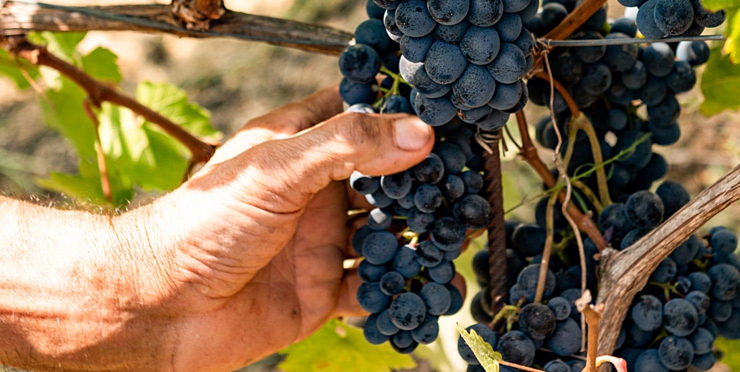 Report vendemmia 2021: equilibrio e fiducia per un risultato d’eccellenza