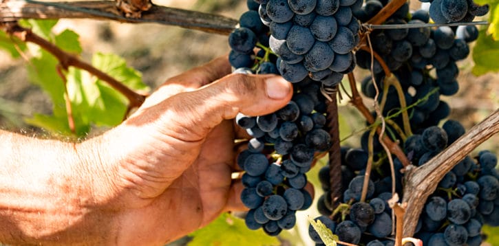 Grape harvest of 2021 report: balance and confidence for an excellent result