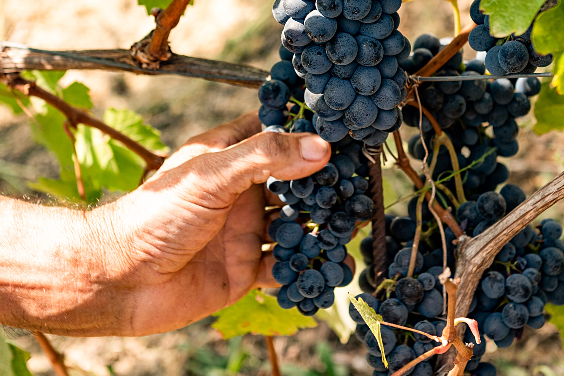 report vendemmia 2021 Vinchio Vaglio