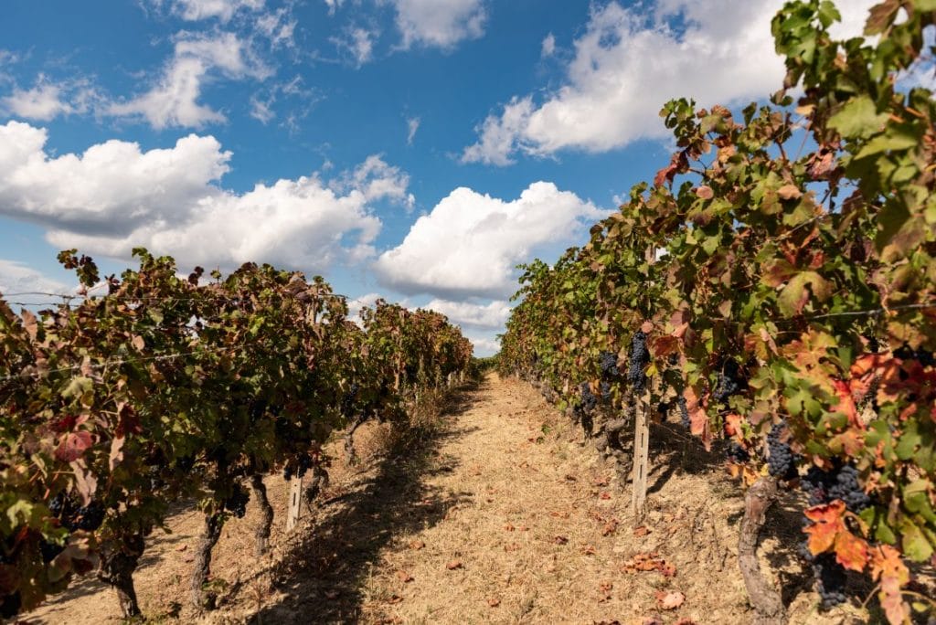 vendemmia 2021 vinchio vaglio