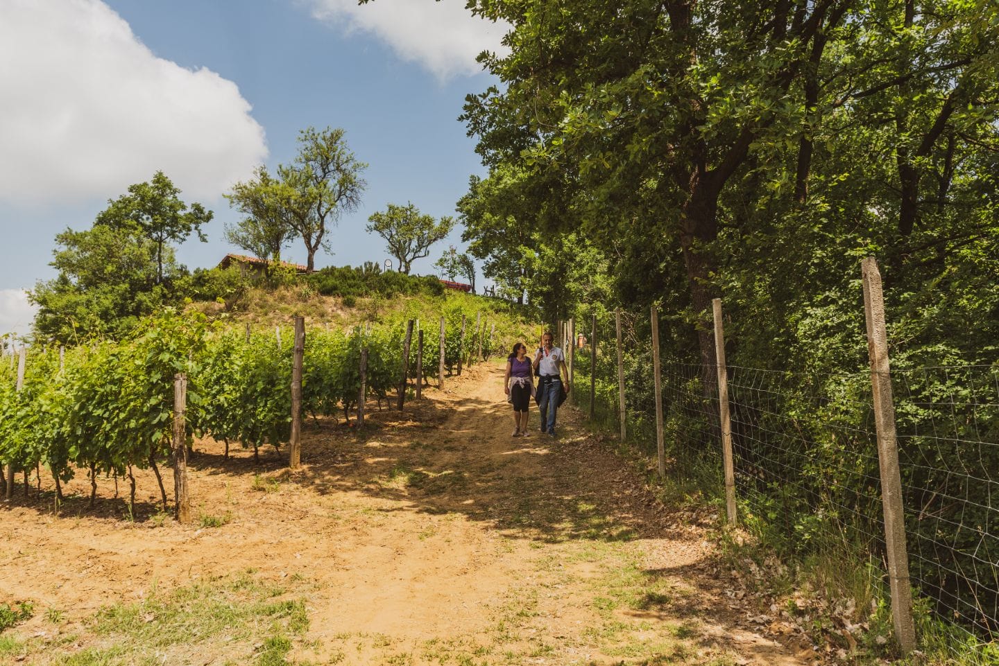 Cantine Aperte sabato 24 Maggio - immagine 18