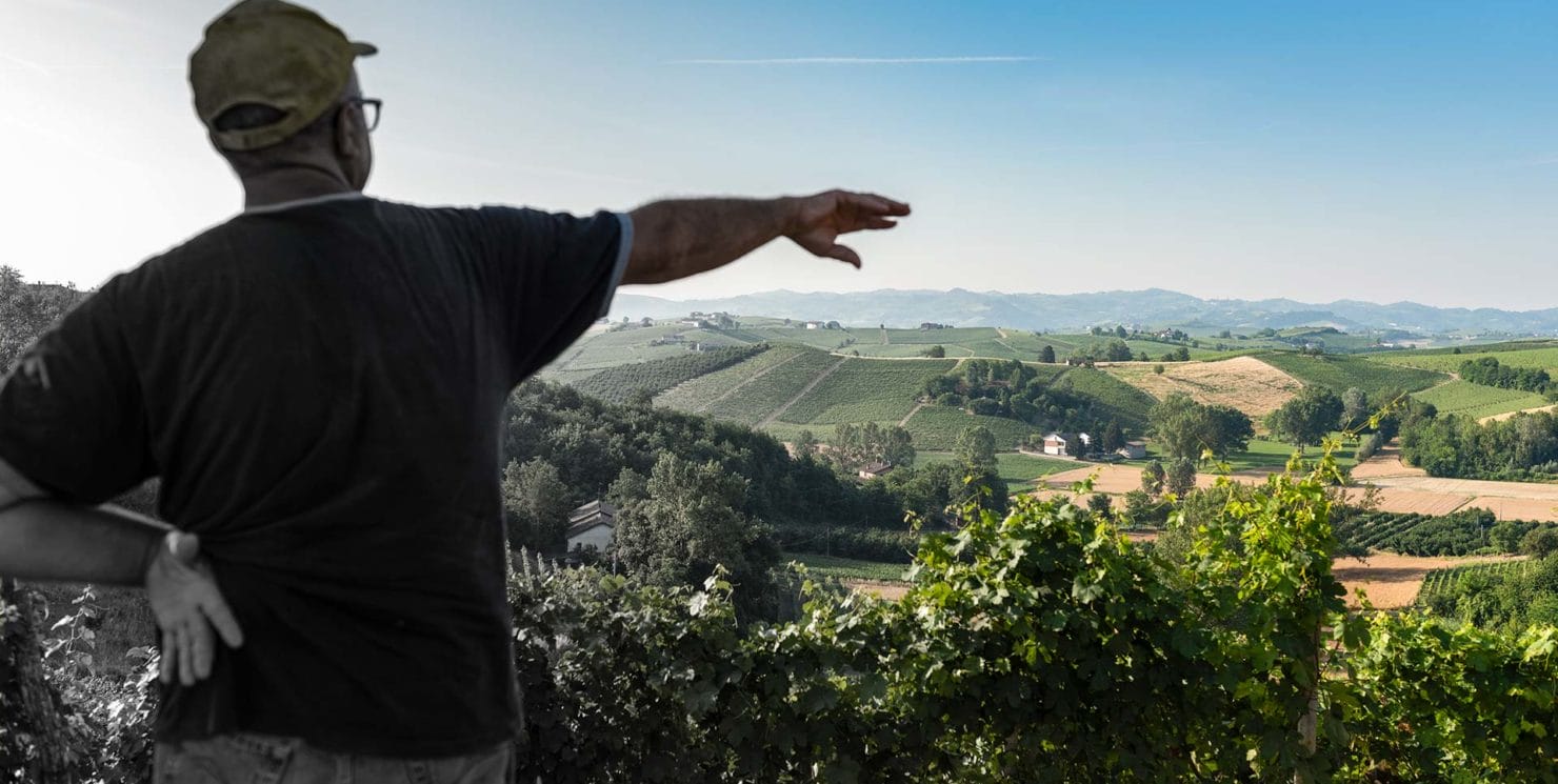 Il futuro del vino ha solide radici