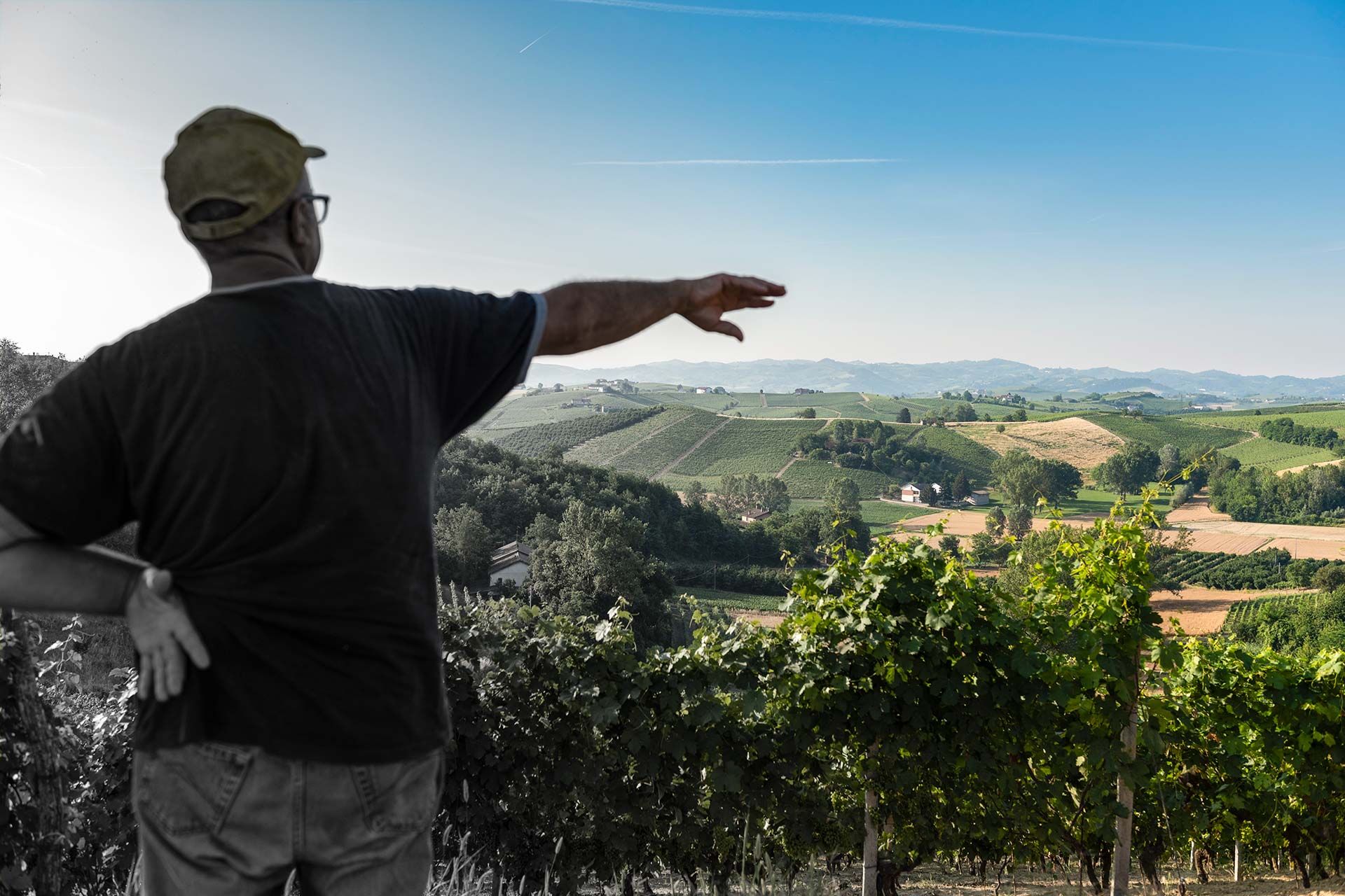 Il futuro del vino ha solide radici