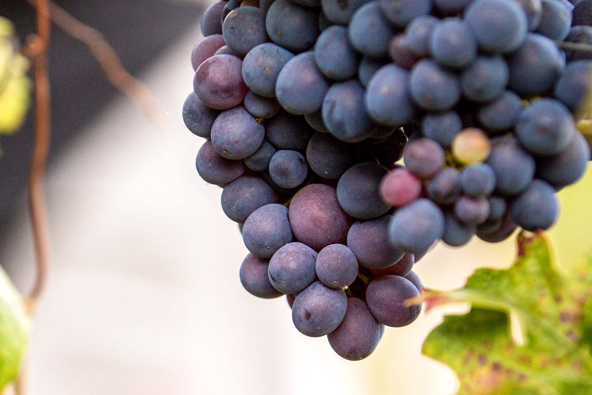 Cambiamenti climatici in vigna