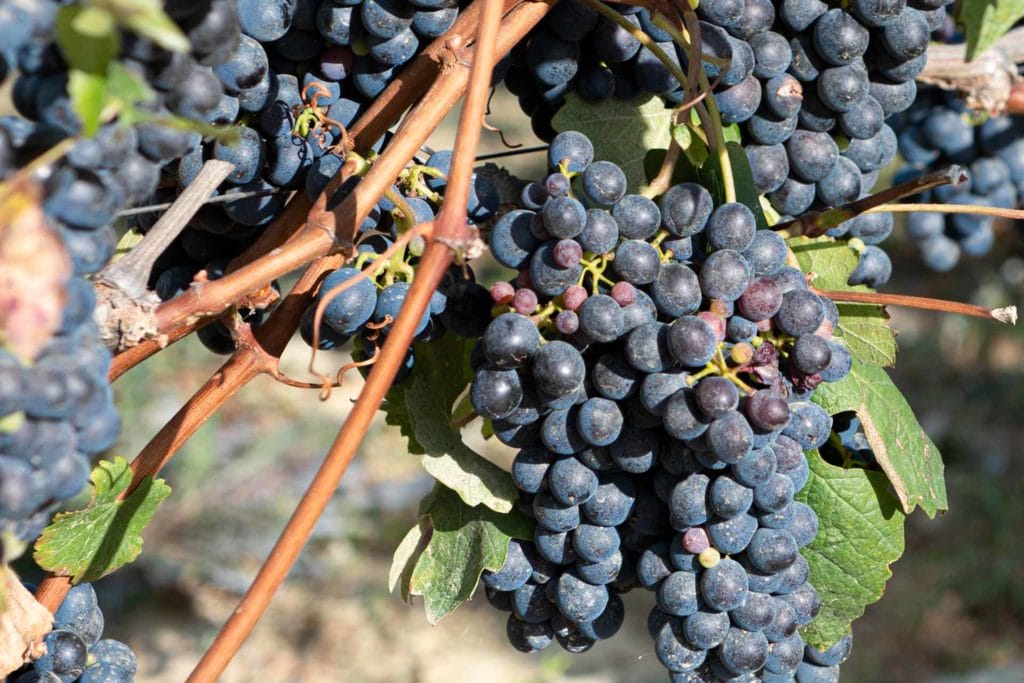 vendemmia Vinchio Vaglio