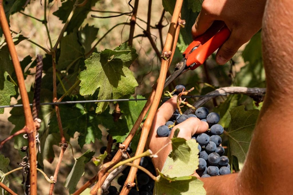 vendemmia Vinchio Vaglio