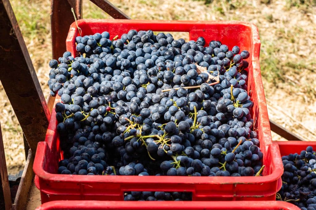 vendemmia Vinchio Vaglio