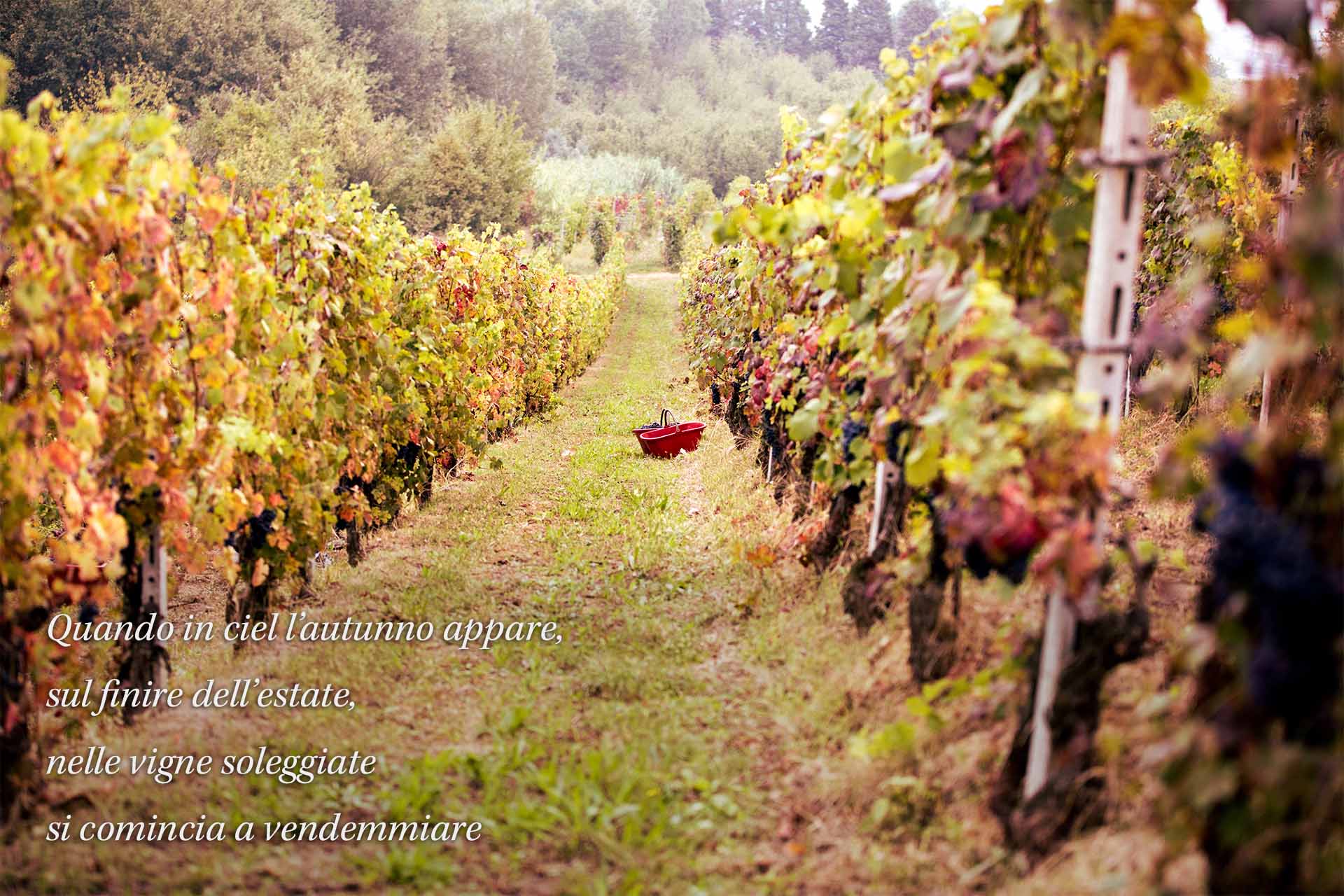 Filastrocca autunno in vigna