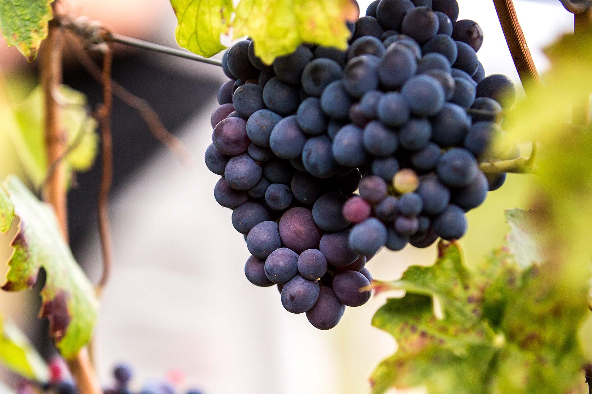 sostenibilità Vinchio Vaglio