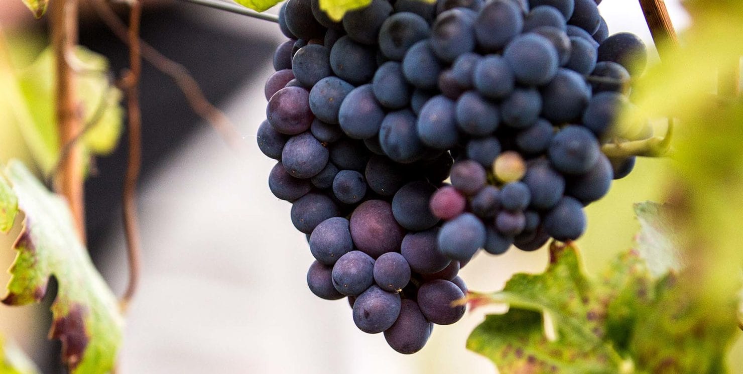 Sustainability takes the shape of grapes
