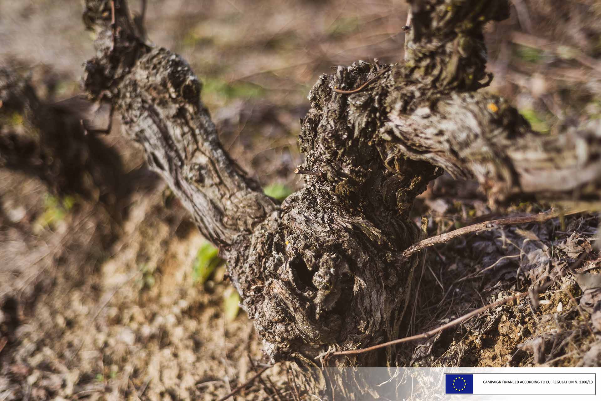 Old vines... make good wine!