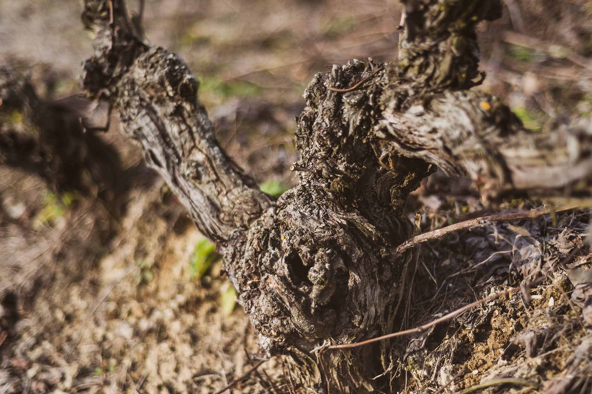 Vigna Vecchia fa buon vino