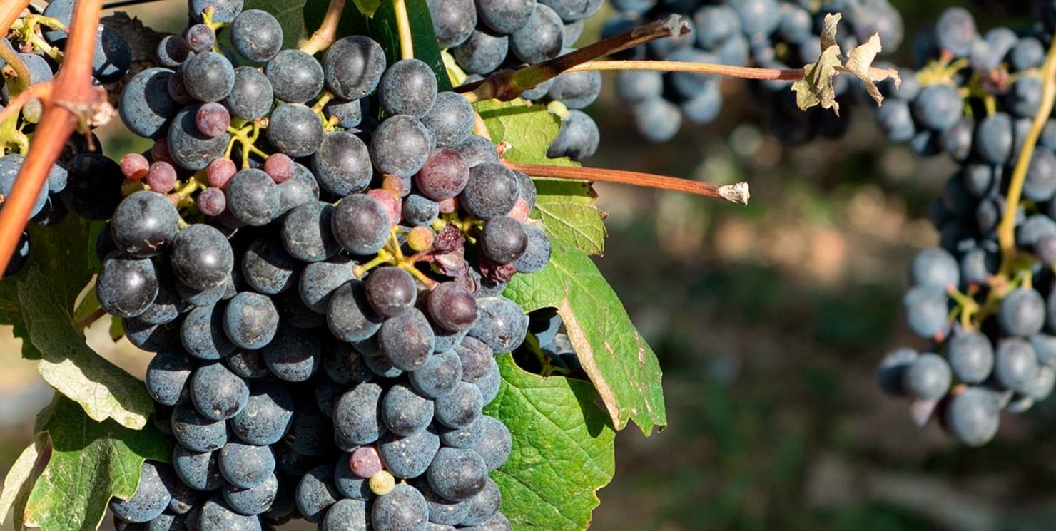 Report vendemmia 2022: il finale a sorpresa di un viaggio unico