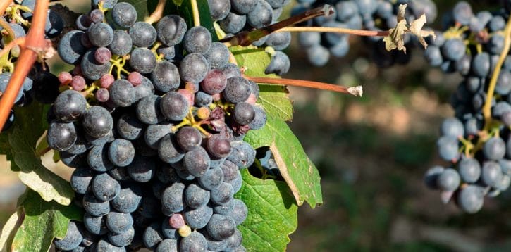 Report vendemmia 2022: il finale a sorpresa di un viaggio unico