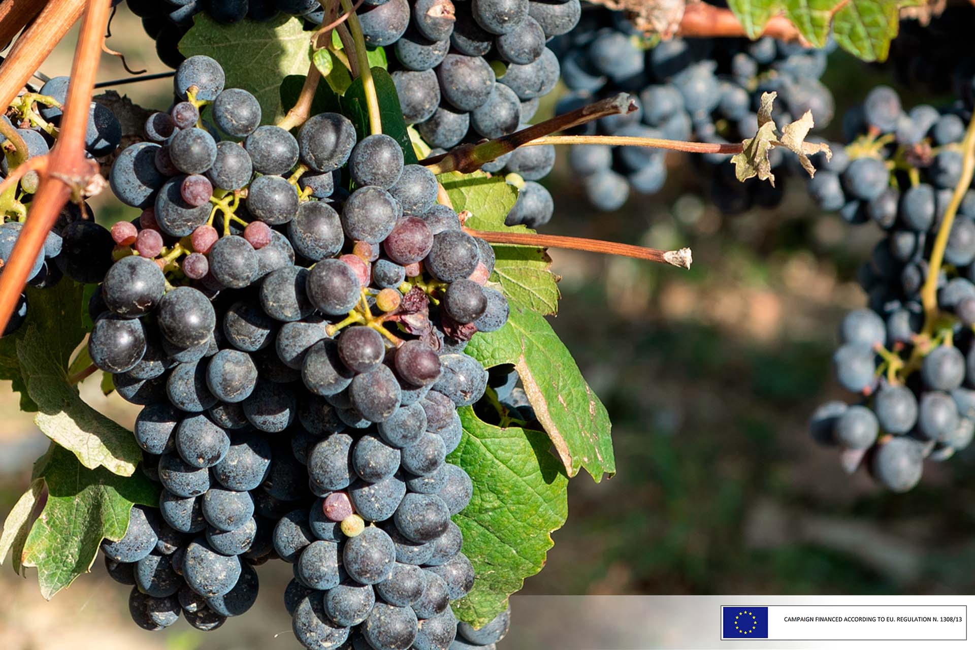 Harvest 2022 Vinchio Vaglio