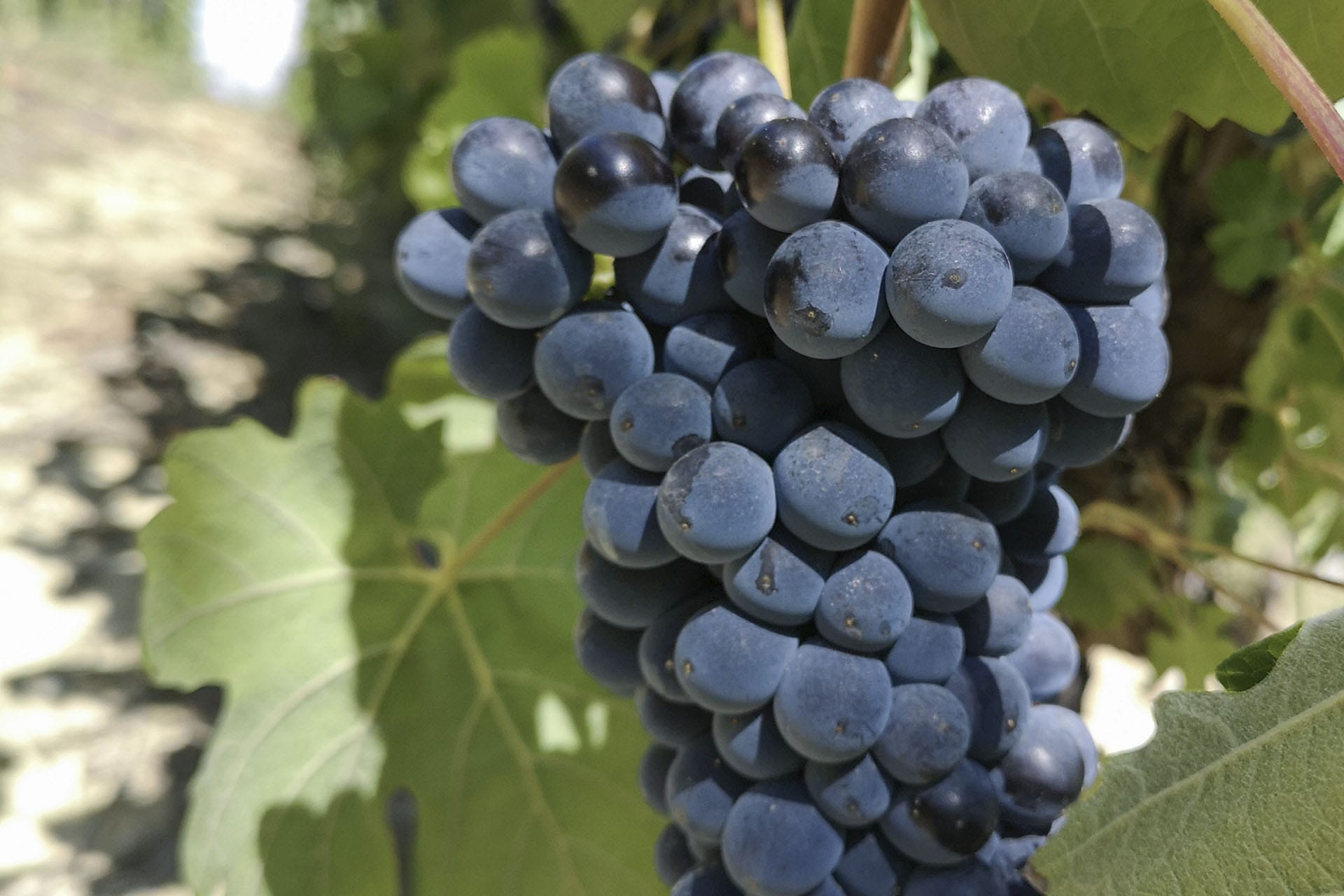 Disciplinari di produzione della Barbera