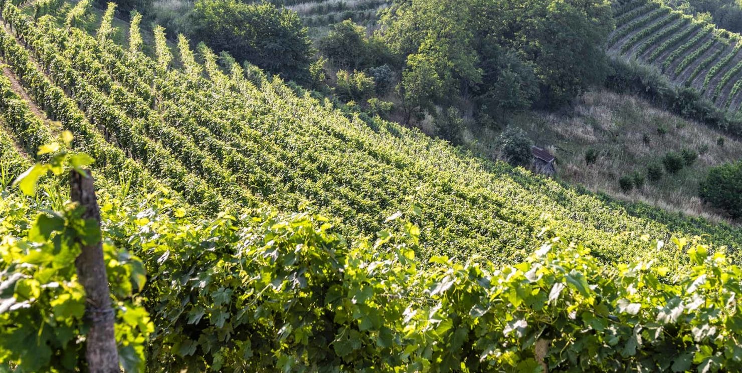 Piedmont’s indigenous grape varieties: intertwining wines, vines and lives