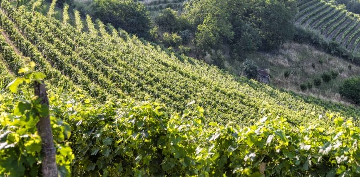 Piedmont’s indigenous grape varieties: intertwining wines, vines and lives
