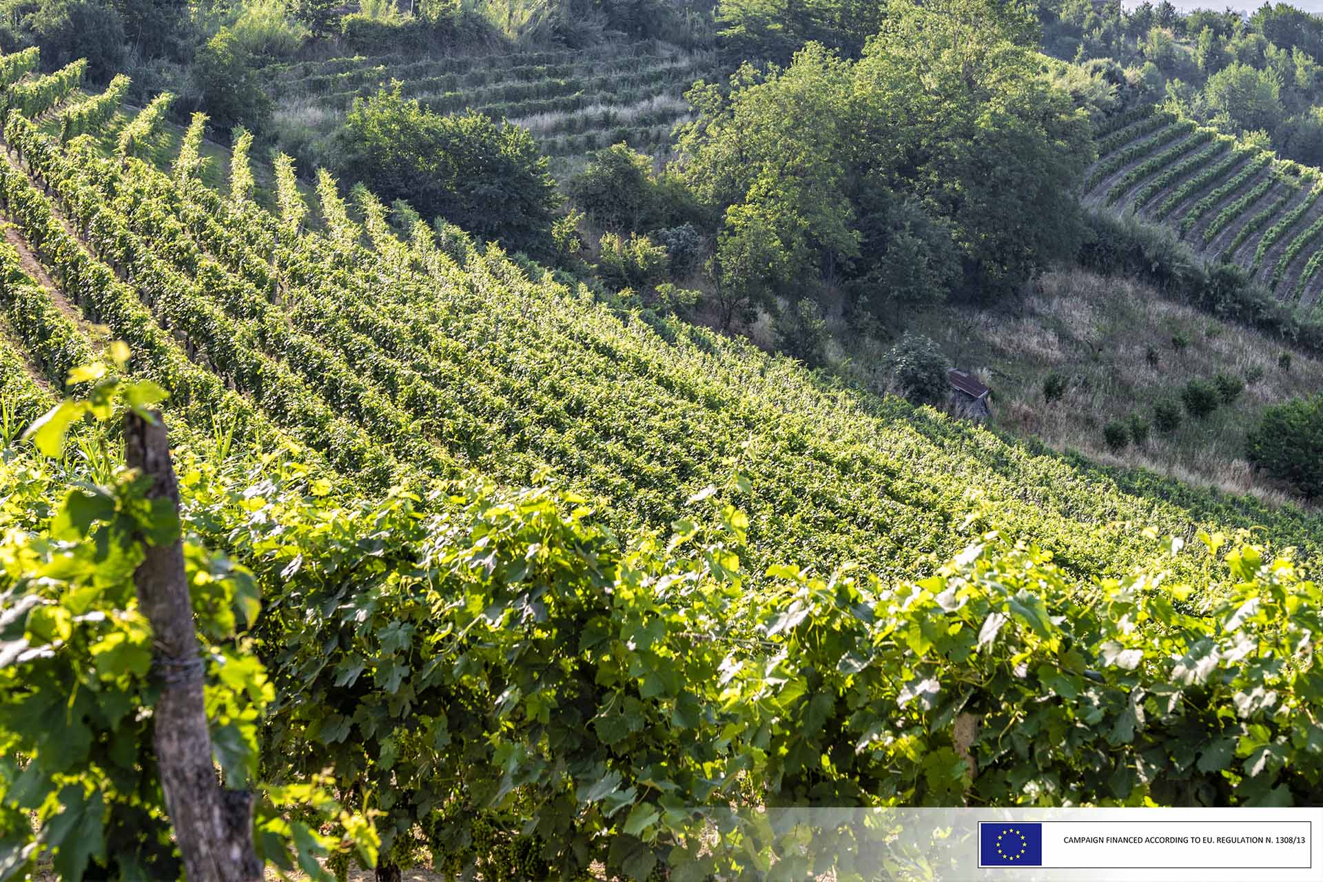 Piedmont's indigenous grape