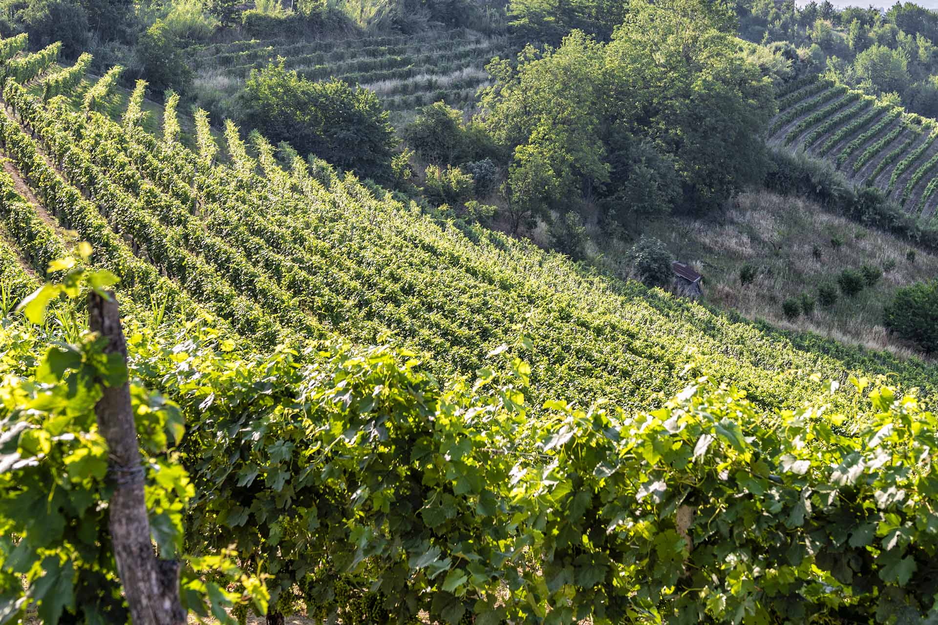 Vitigni autoctoni piemontesi