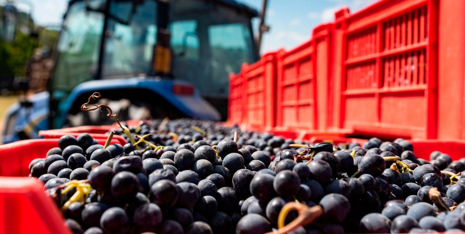 La Rivoluzione della Barbera: il “vitigno POP” del Piemonte
