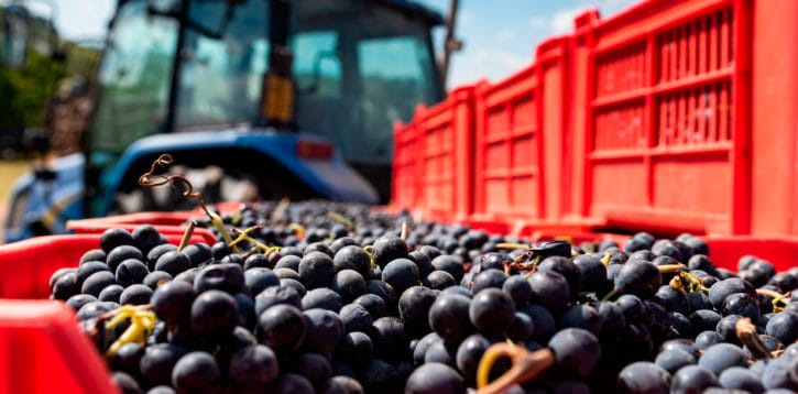La Rivoluzione della Barbera: il “vitigno POP” del Piemonte