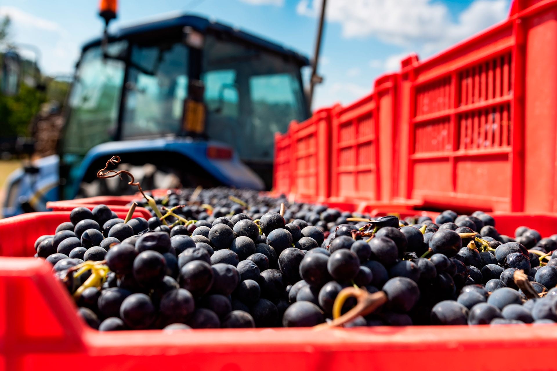 La rivoluzione della Barbera