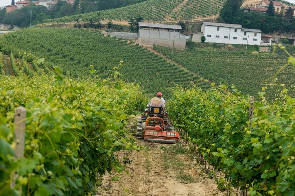 viticoltore di Vinchio Vaglio