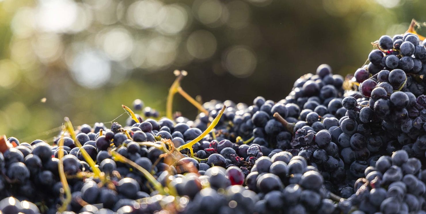 Report vendemmia 2023: l’alba di una nuova viticoltura