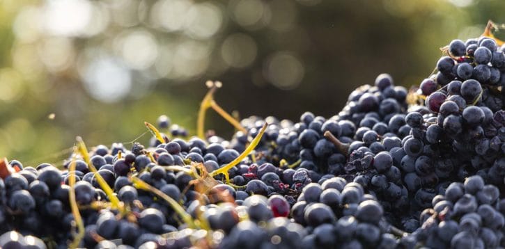 2023 Harvest report: the dawn of new viticulture