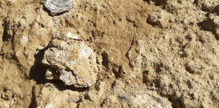 Il tesoro sotto ai nostri piedi: il suolo di Vinchio Vaglio