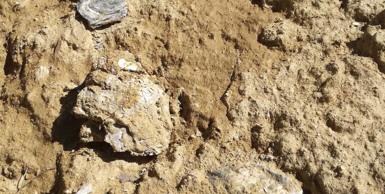 The treasure beneath our feet: the soil of Vinchio Vaglio