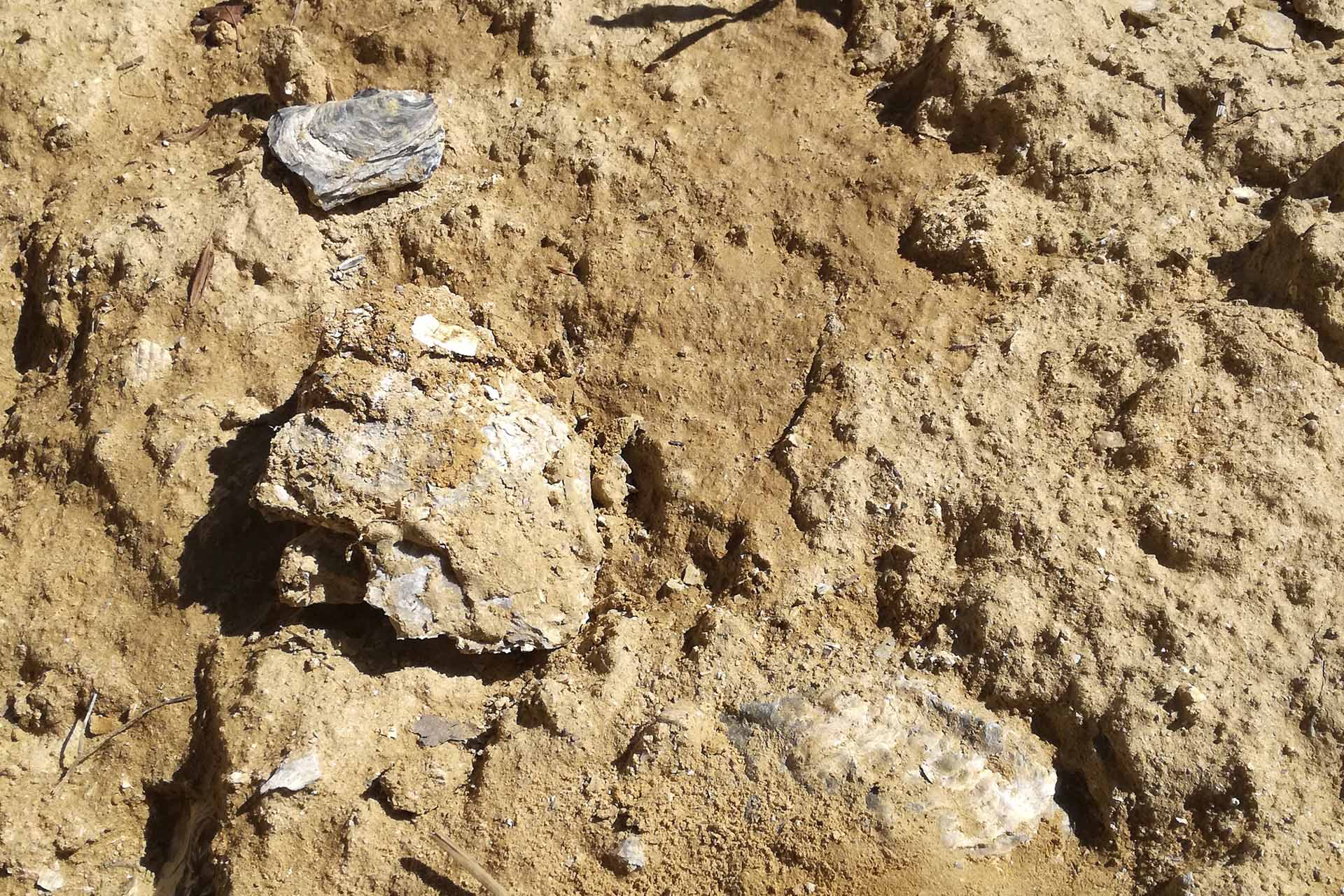 Terreno di Vinchio Vaglio