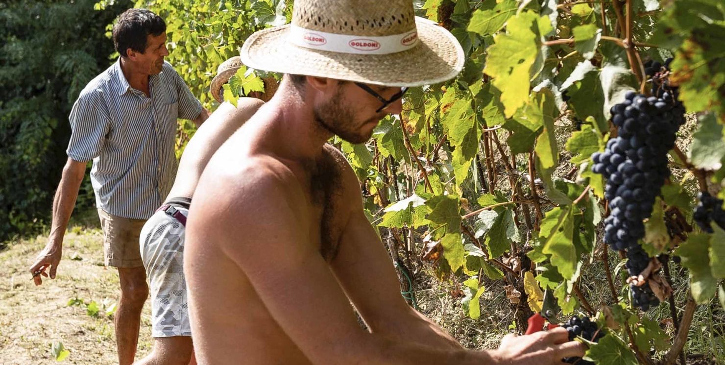 Il futuro delle vigne è nelle mani dei giovani