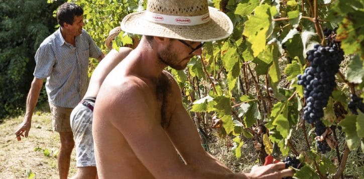 Il futuro delle vigne è nelle mani dei giovani