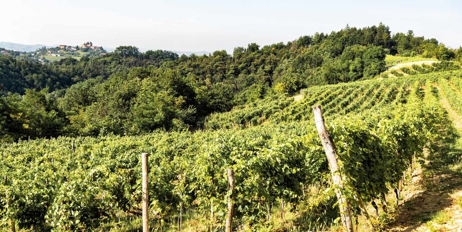 Barbera at the time of climate change