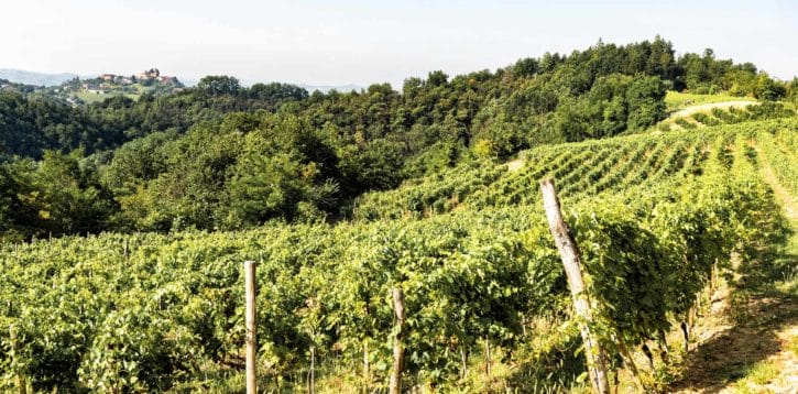 Barbera at the time of climate change
