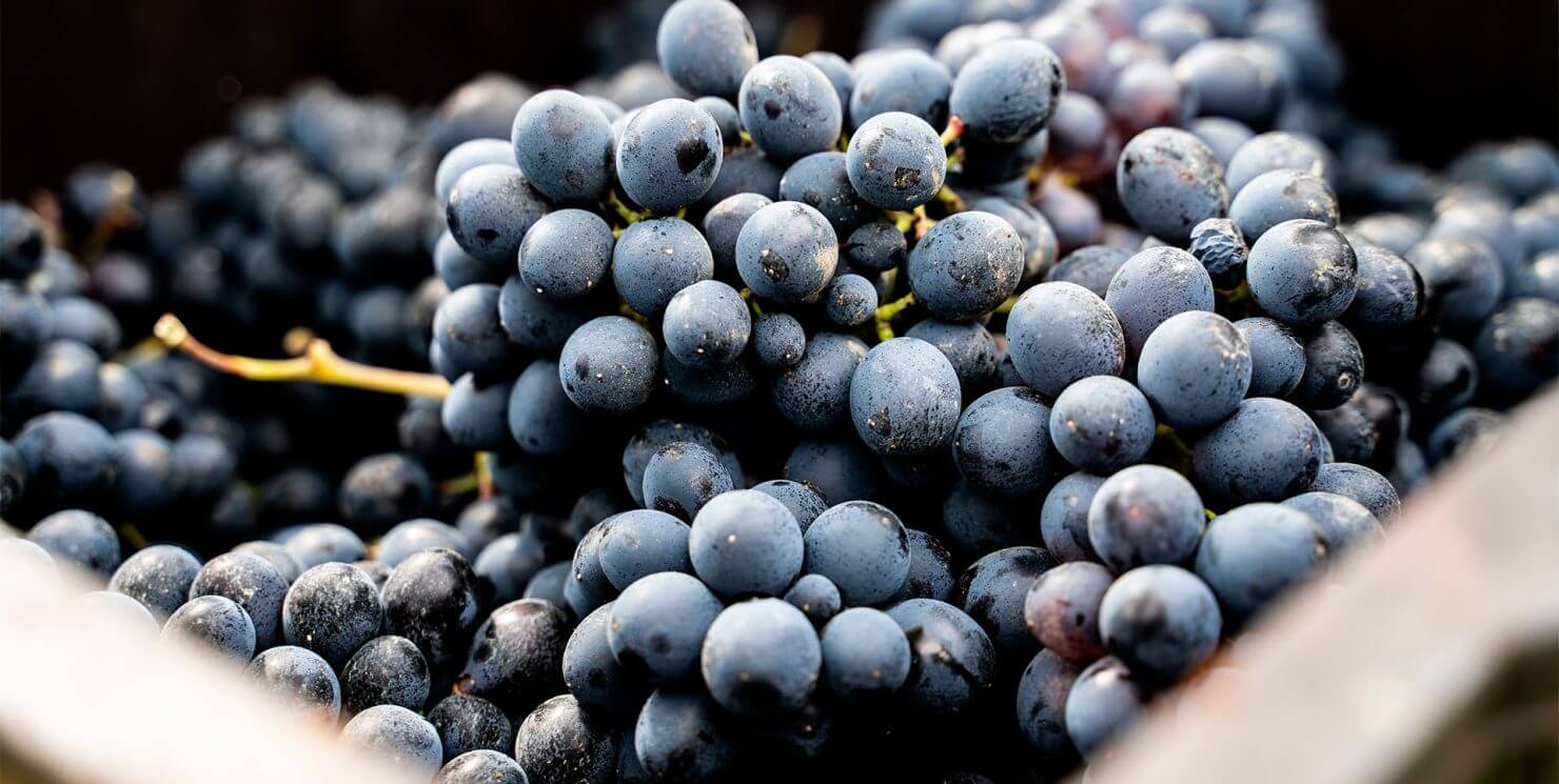 Grape harvest 2024 report: of rain and new challenges