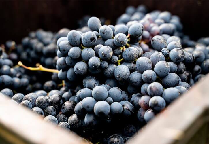 Report di vendemmia 2024: di pioggia e nuove sfide