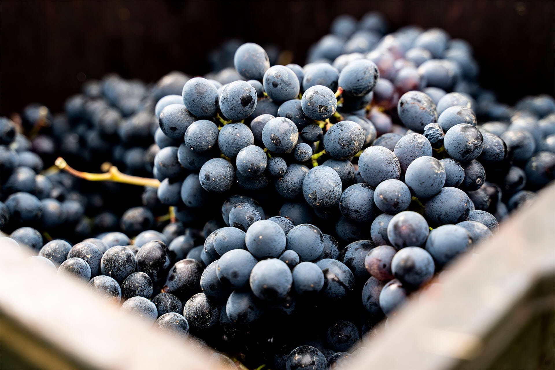 Report vendemmia 2024 Vinchio Vaglio