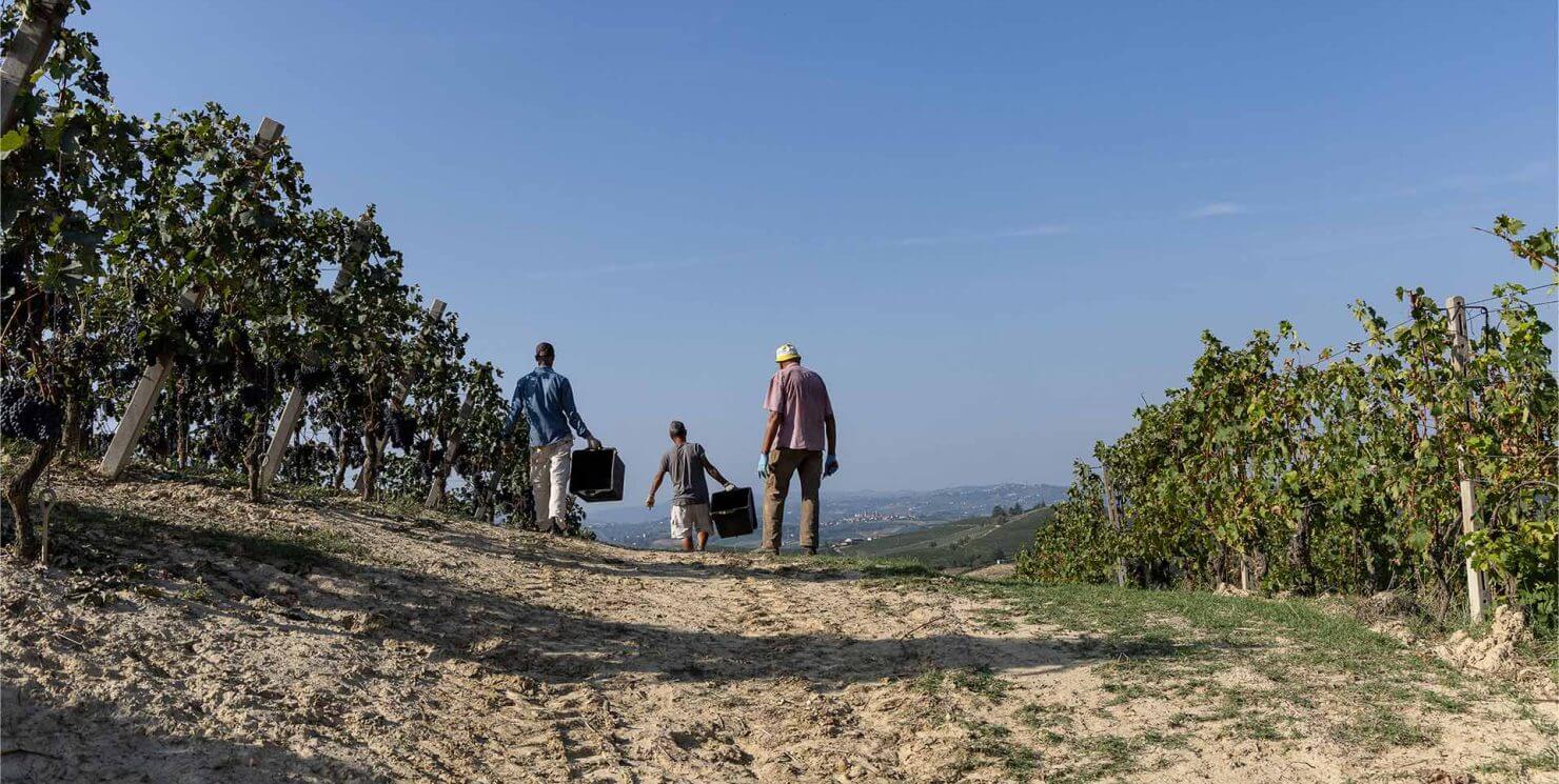Custodire la terra, coltivare il futuro: il cammino sostenibile di Vinchio Vaglio