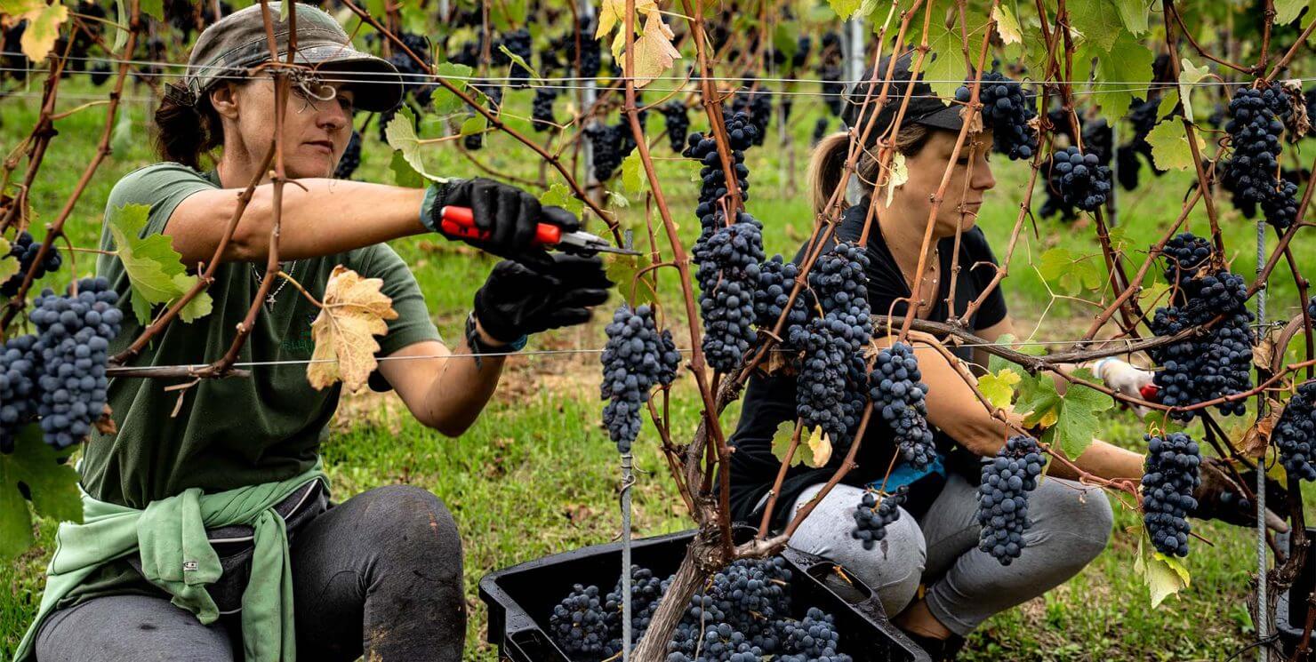 Report di vendemmia 2025: stato di equilibrio