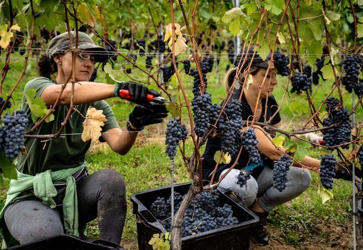 Report di vendemmia 2025: stato di equilibrio