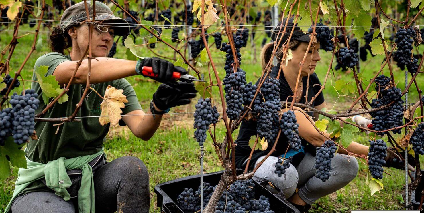 2025 Harvest report: a state of balance