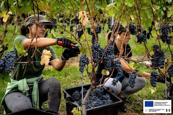 2025 Harvest report: a state of balance