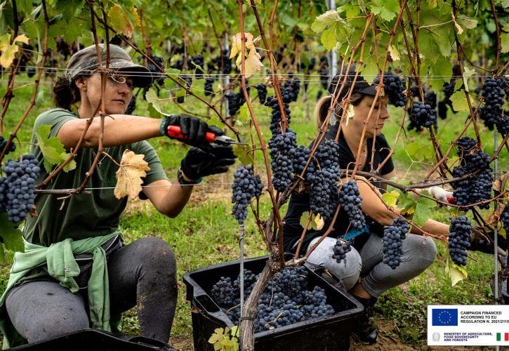 2025 Harvest report: a state of balance